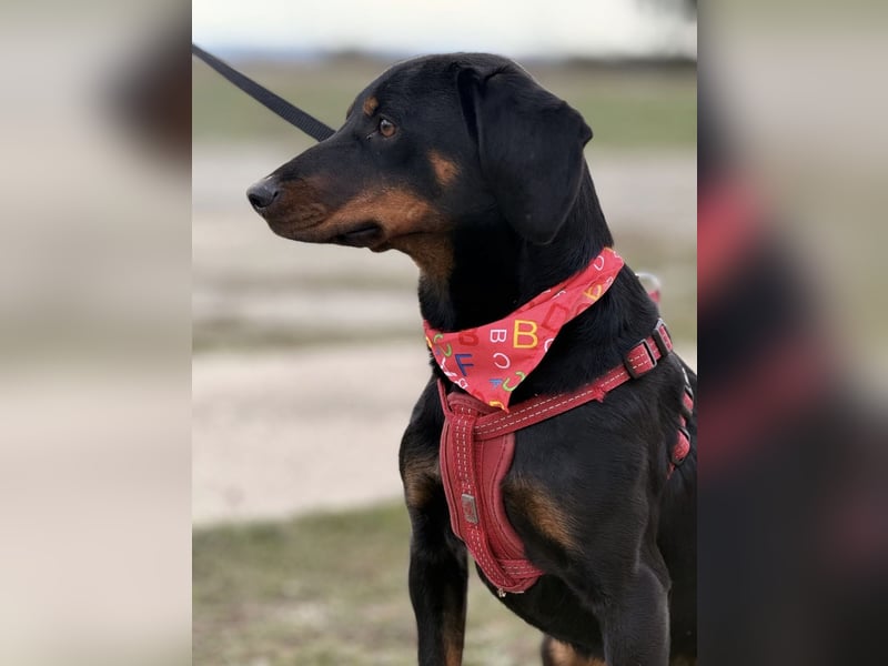 Mina - Lebensfreude eingesperrt im Zwinger