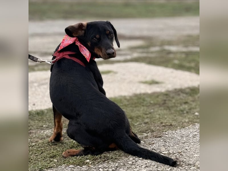 Mina - Lebensfreude eingesperrt im Zwinger