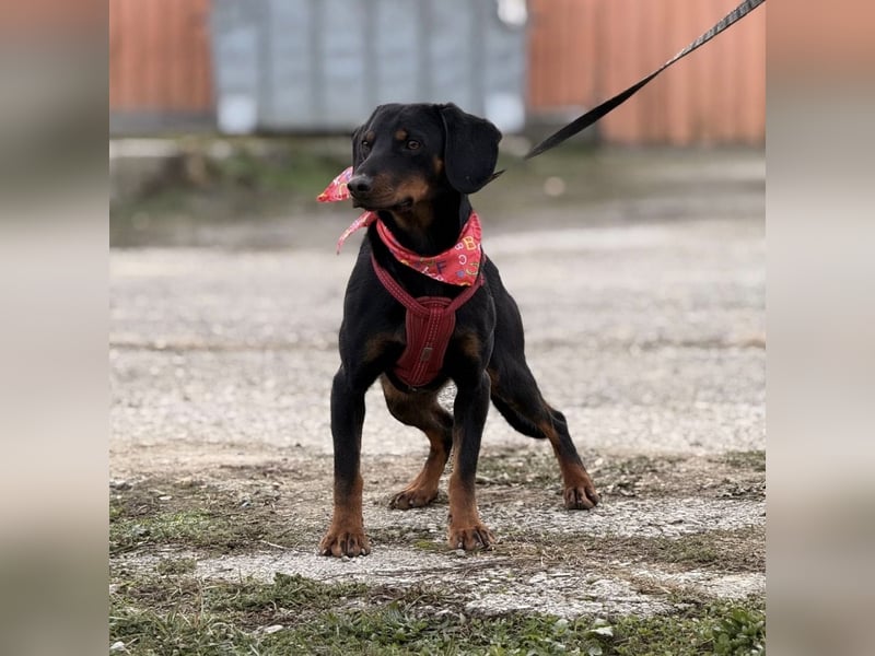 Mina - Lebensfreude eingesperrt im Zwinger