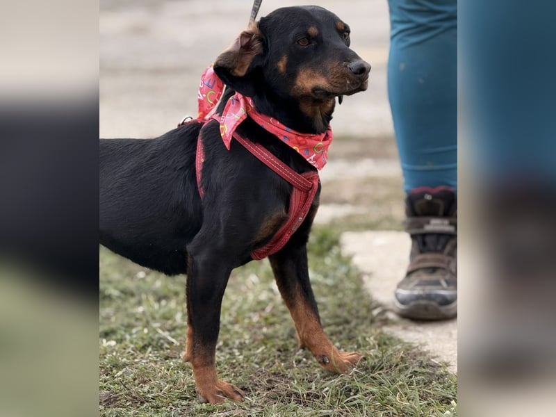Mina - Lebensfreude eingesperrt im Zwinger