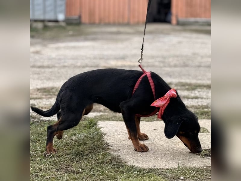 Mina - Lebensfreude eingesperrt im Zwinger
