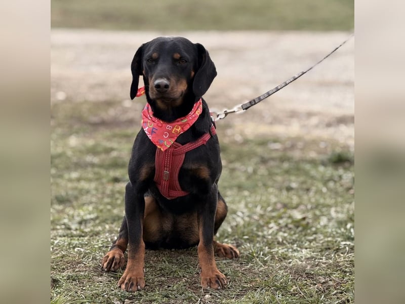 Mina - Lebensfreude eingesperrt im Zwinger