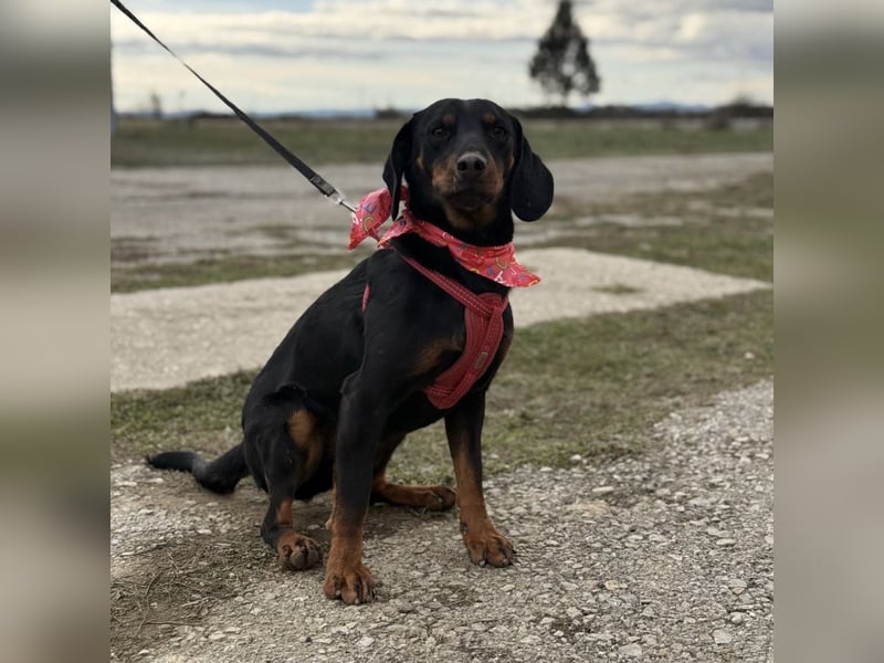 Mina - Lebensfreude eingesperrt im Zwinger