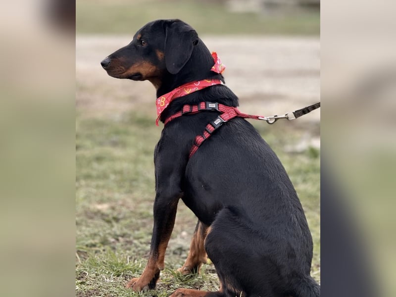 Mina - Lebensfreude eingesperrt im Zwinger