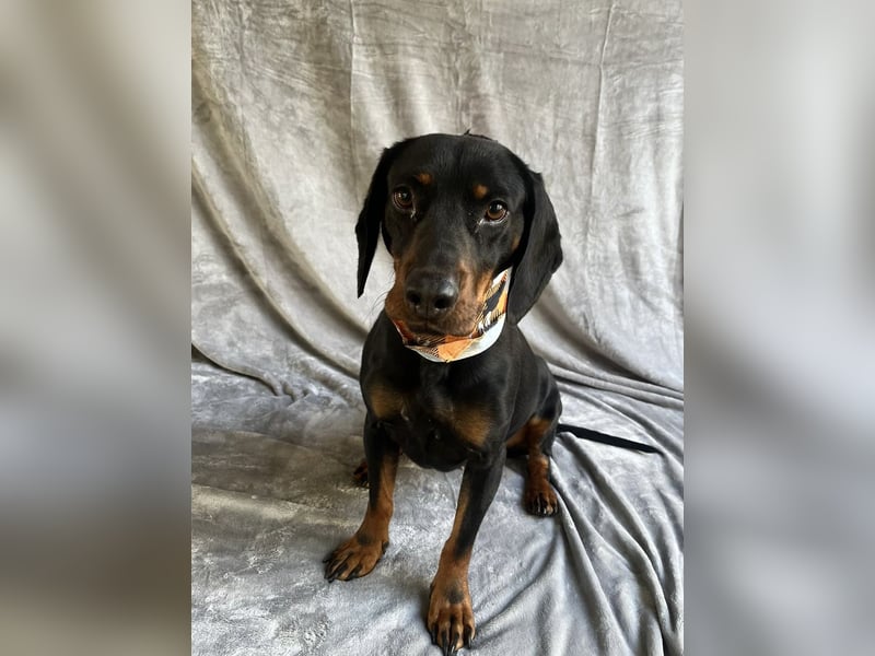 AMARA - Freundliche, rundum verträgliche Hündin sucht warmes Zuhause