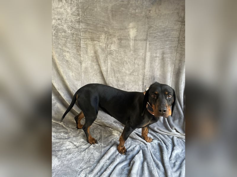 AMARA - Freundliche, rundum verträgliche Hündin sucht warmes Zuhause