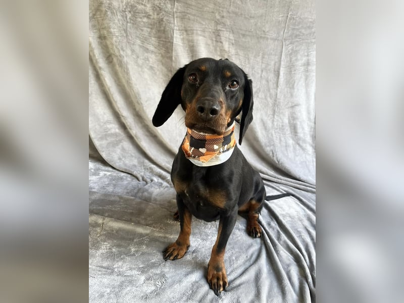 AMARA - Freundliche, rundum verträgliche Hündin sucht warmes Zuhause