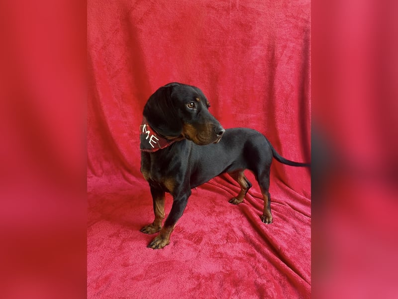 AMARA - Freundliche, rundum verträgliche Hündin sucht warmes Zuhause