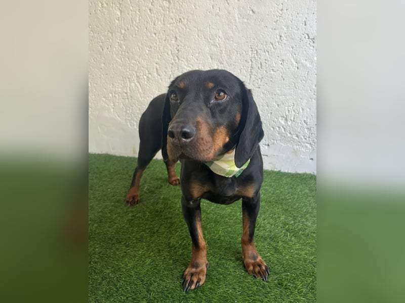 AMARA - Freundliche, rundum verträgliche Hündin sucht warmes Zuhause