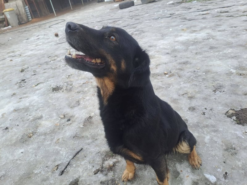 LINCOLN ca. 9 J. Brackenmix-Rüde hat so viel Liebe zuverschenken