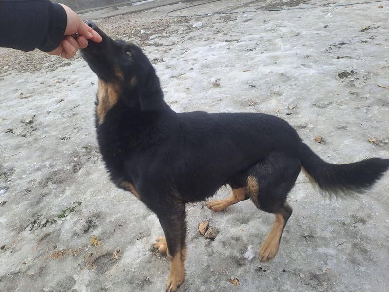 LINCOLN ca. 9 J. Brackenmix-Rüde hat so viel Liebe zuverschenken