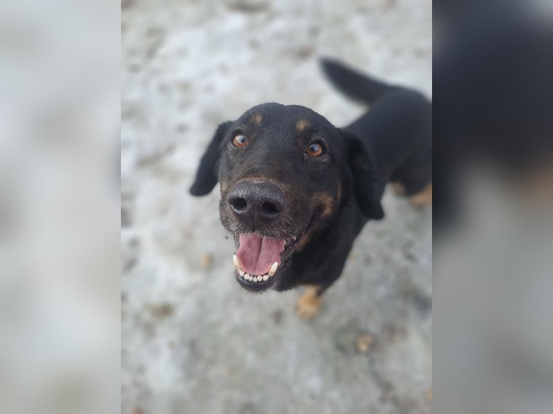 LINCOLN ca. 9 J. Brackenmix-Rüde hat so viel Liebe zuverschenken