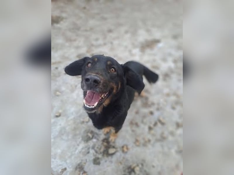 LINCOLN ca. 9 J. Brackenmix-Rüde hat so viel Liebe zuverschenken