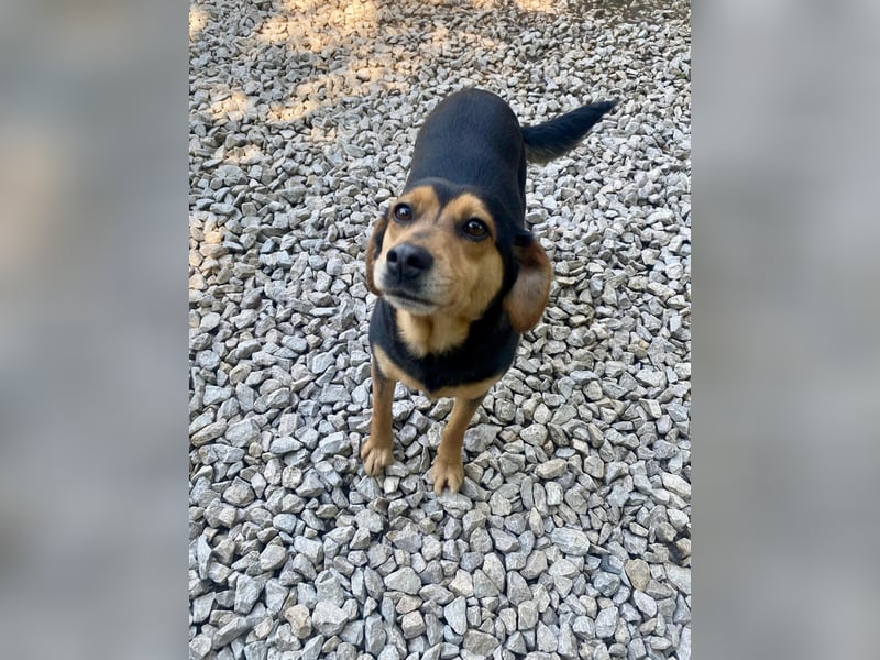 MOKKA ca. 3 J. liebenswerte Brackenmix-Hündin sucht liebevolles Zuhause