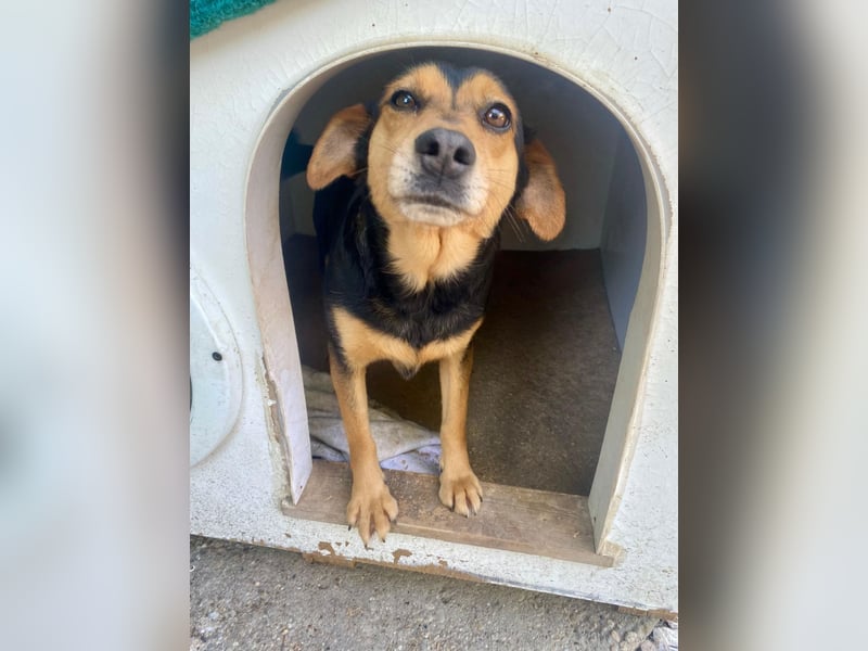 MOKKA ca. 3 J. liebenswerte Brackenmix-Hündin sucht liebevolles Zuhause