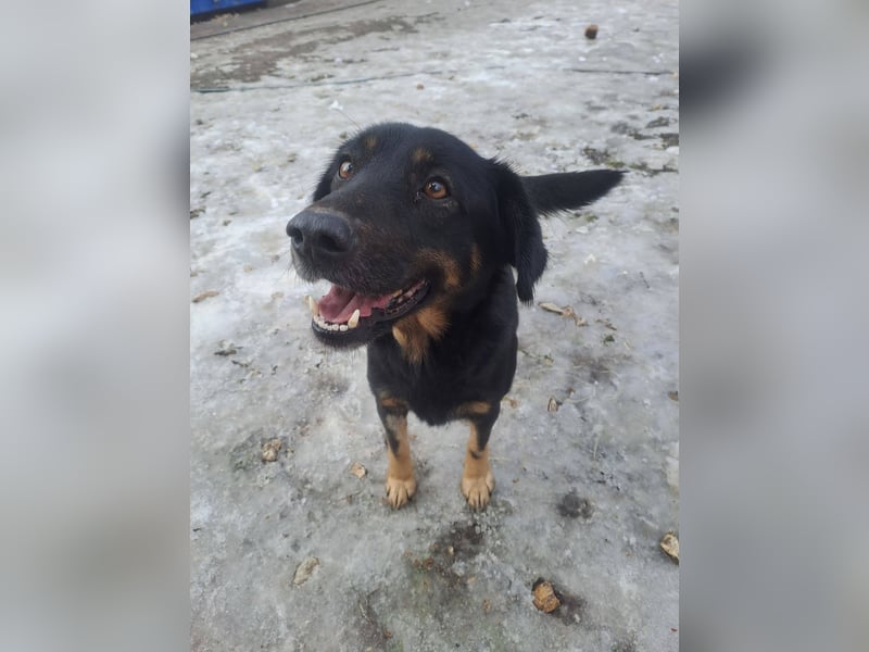 LINCOLN ca. 9 J. Brackenmix-Rüde hat so viel Liebe zuverschenken