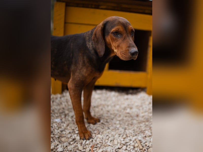 Bracken-Mix-Lady ♥Cura♥ noch ängstlich, aber menschenbezogen