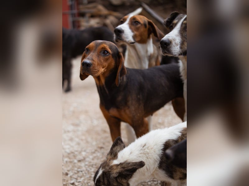 Bracken-Mix-Lady ♥Cura♥ noch ängstlich, aber menschenbezogen