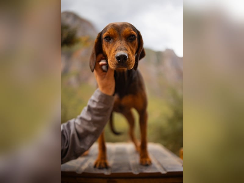 Bracken-Mix-Lady ♥Cura♥ noch ängstlich, aber menschenbezogen