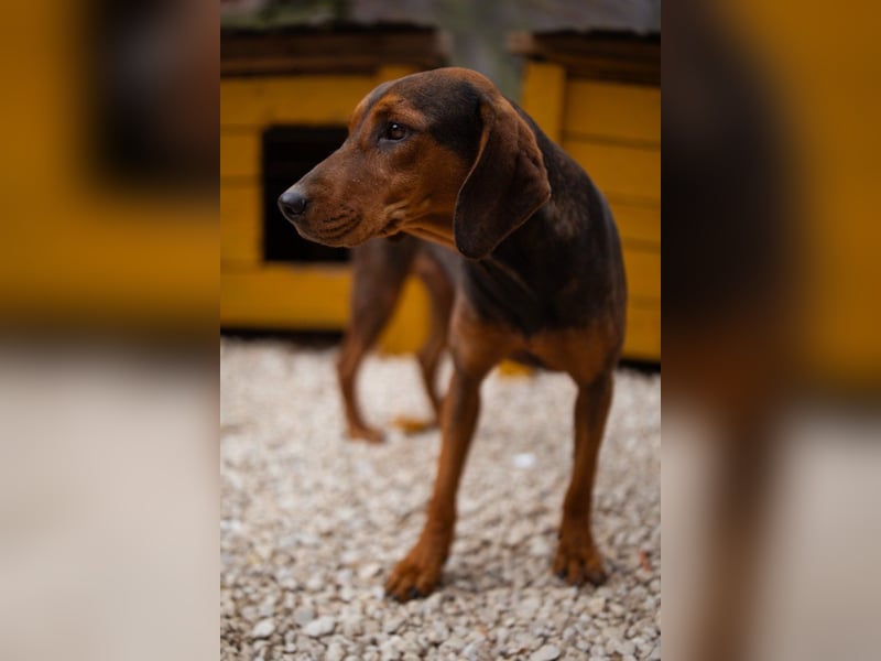 Bracken-Mix-Lady ♥Cura♥ noch ängstlich, aber menschenbezogen