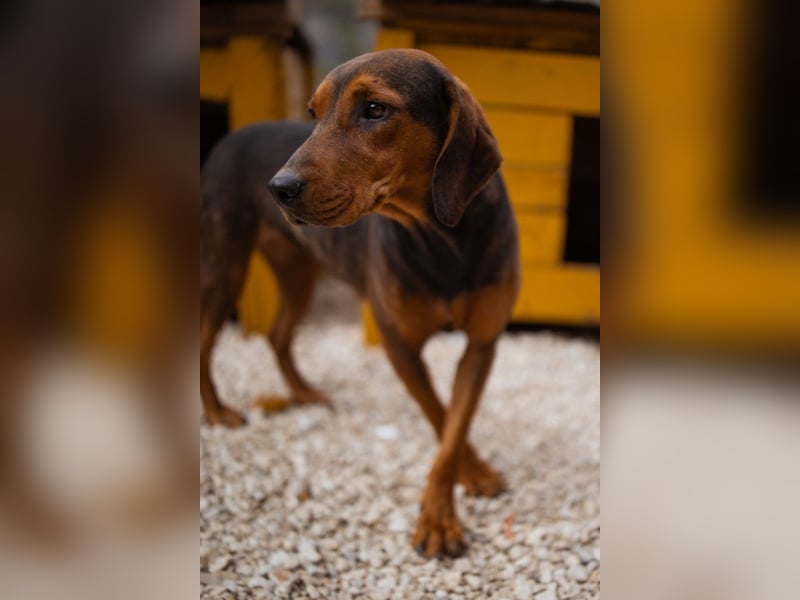 Bracken-Mix-Lady ♥Cura♥ noch ängstlich, aber menschenbezogen