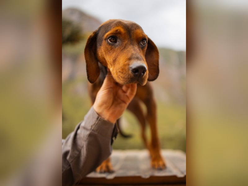 Bracken-Mix-Lady ♥Cura♥ noch ängstlich, aber menschenbezogen