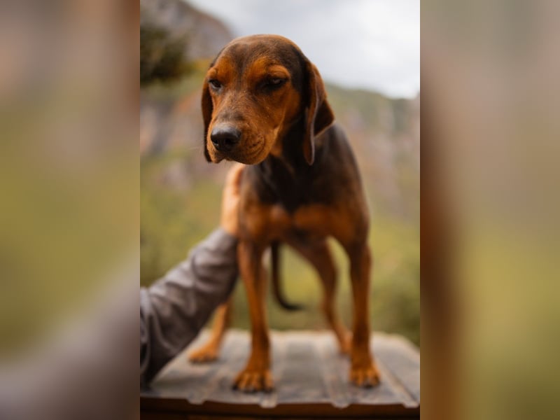 Bracken-Mix-Lady ♥Cura♥ noch ängstlich, aber menschenbezogen