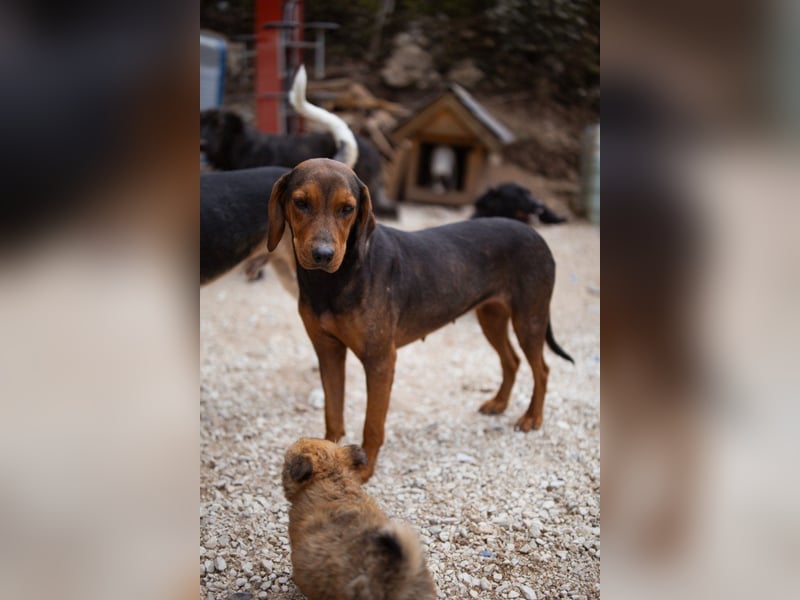 Bracken-Mix-Lady ♥Cura♥ noch ängstlich, aber menschenbezogen