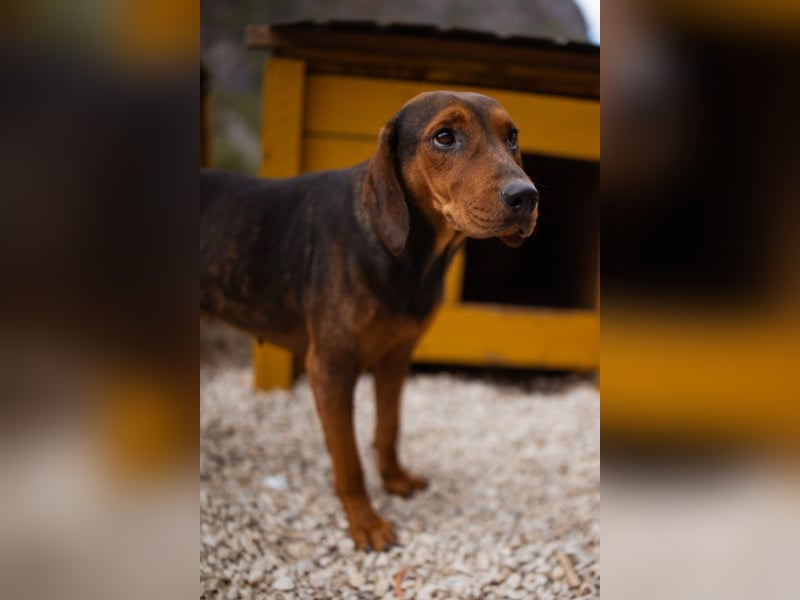 Bracken-Mix-Lady ♥Cura♥ noch ängstlich, aber menschenbezogen