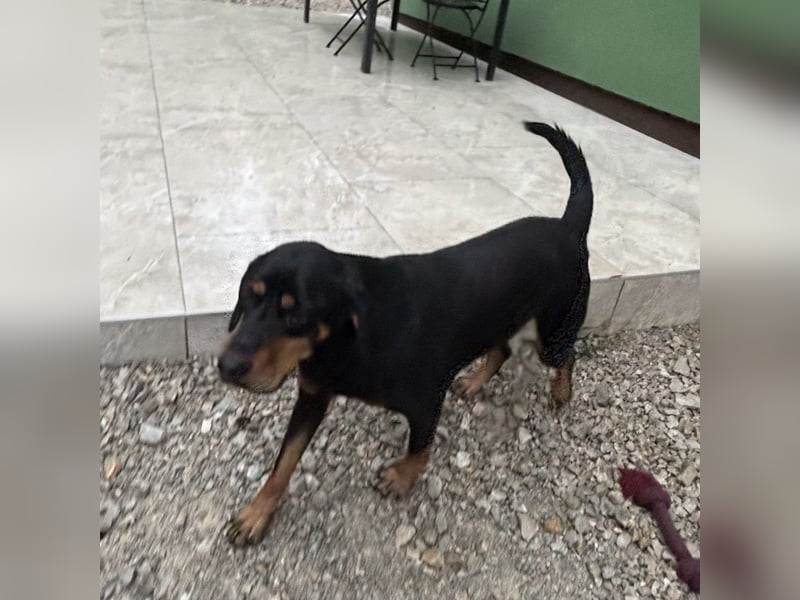 Yuha - absolut - Traumhund