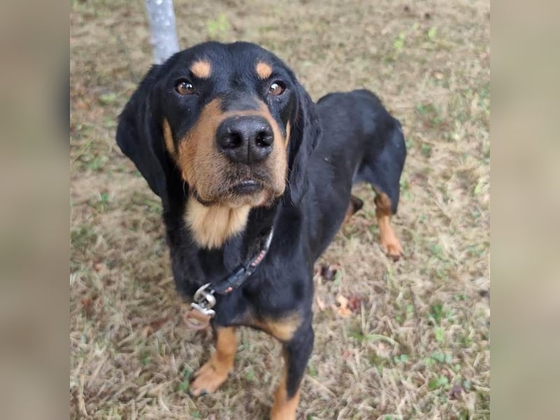 Tony ein trauriger Schatz