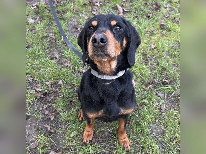 Tony ein trauriger Schatz