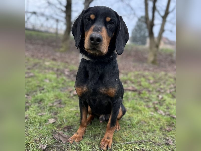 Tony ein trauriger Schatz