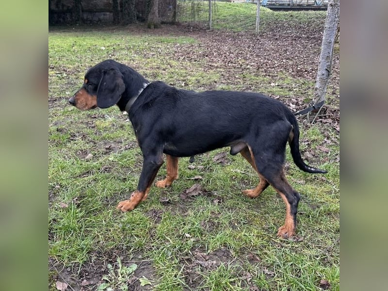 Tony ein trauriger Schatz