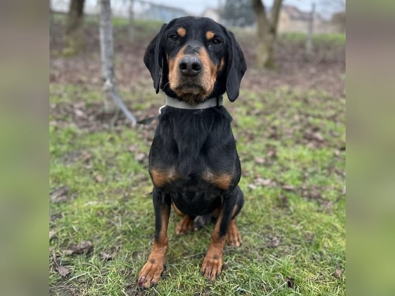 Tony ein trauriger Schatz