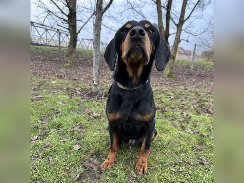 Tony ein trauriger Schatz