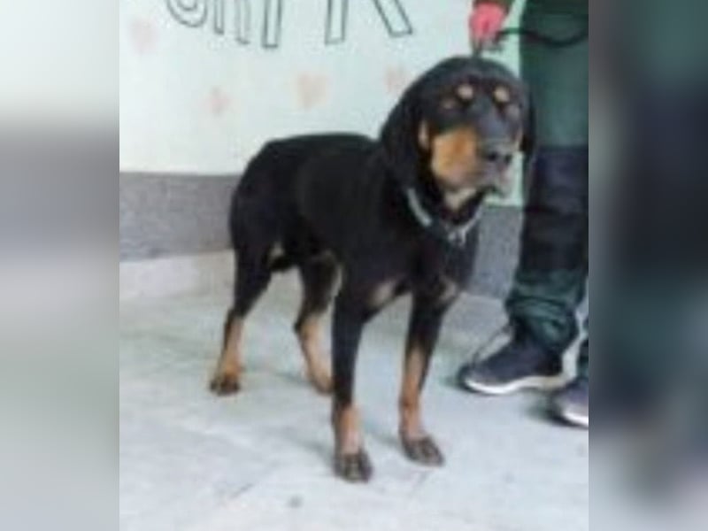 Yuho ein ruhiges gutmütiges tolles Wesen