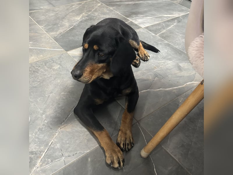 Yuha - absolut - Traumhund