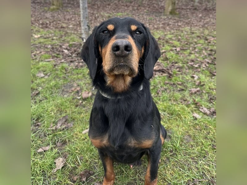 Tony ein trauriger Schatz