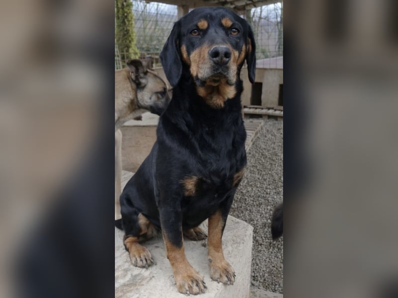 Yuho ein ruhiges gutmütiges tolles Wesen