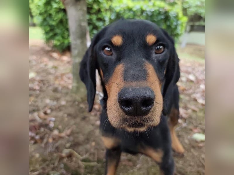 Tony ein trauriger Schatz