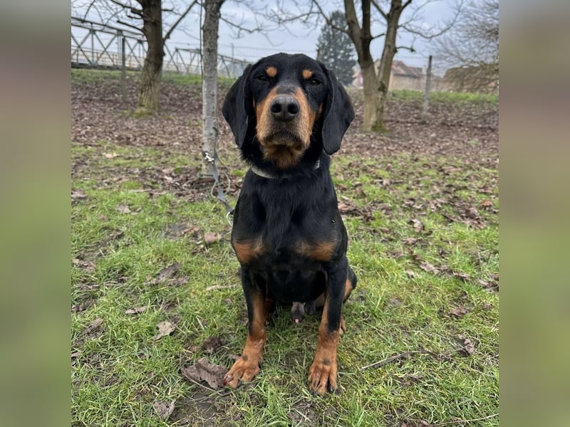 Tony ein trauriger Schatz