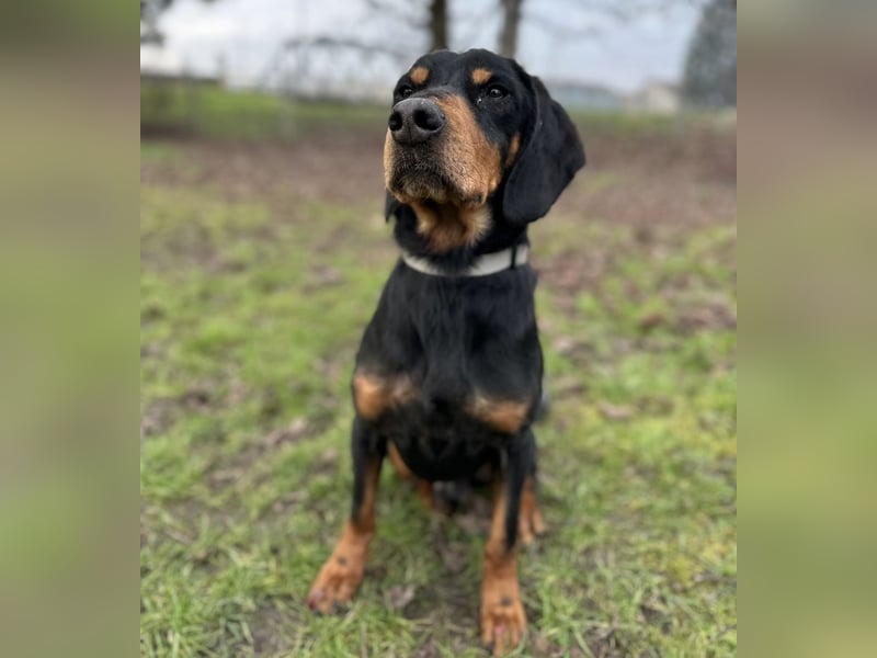 Tony ein trauriger Schatz