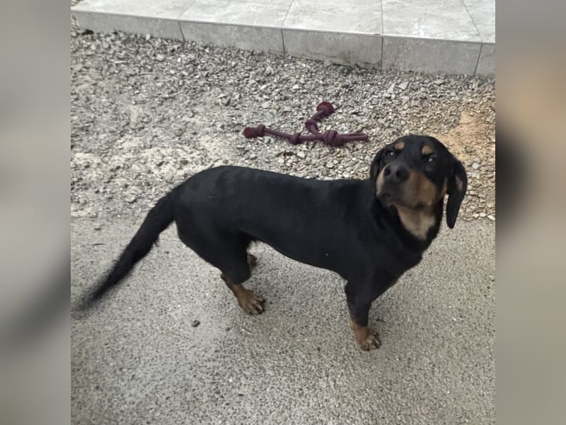 Yuha - absolut - Traumhund