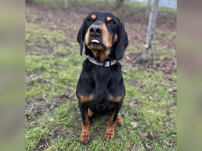 Tony ein trauriger Schatz