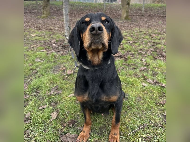 Tony ein trauriger Schatz