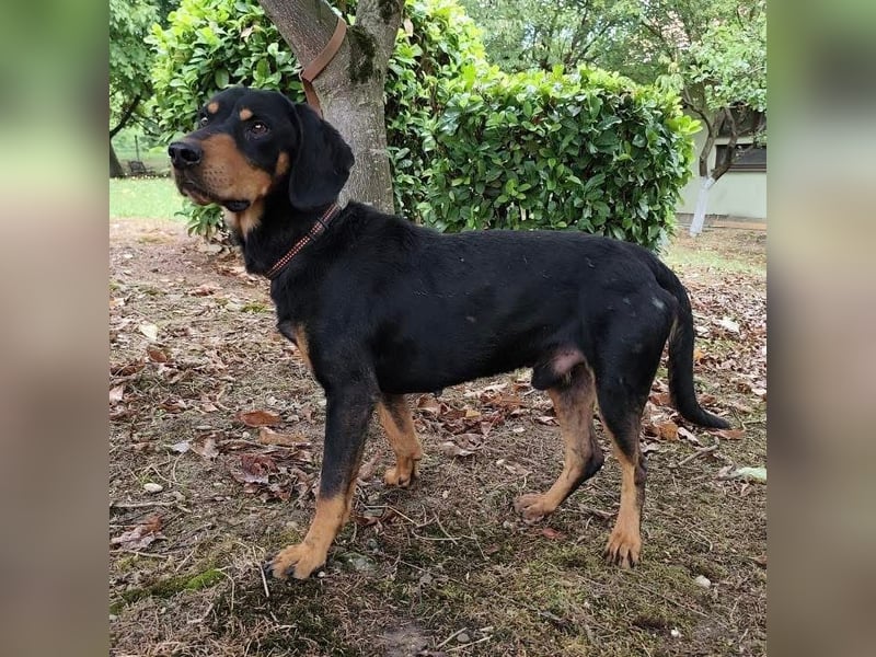 Tony ein trauriger Schatz