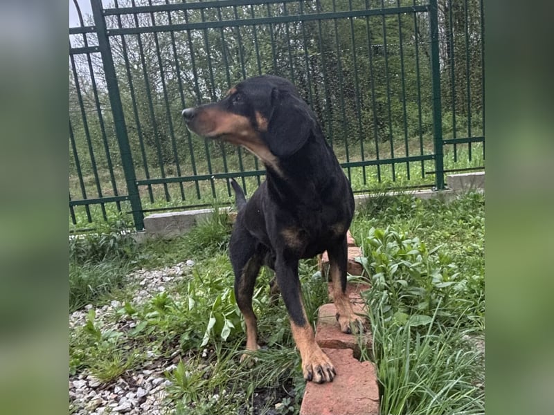 Yuha - absolut - Traumhund