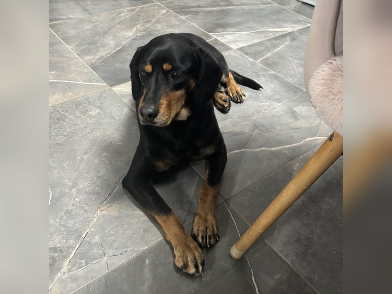 Yuha - absolut - Traumhund