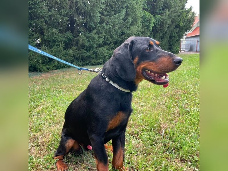 Luck ein Hund fürs Lieben